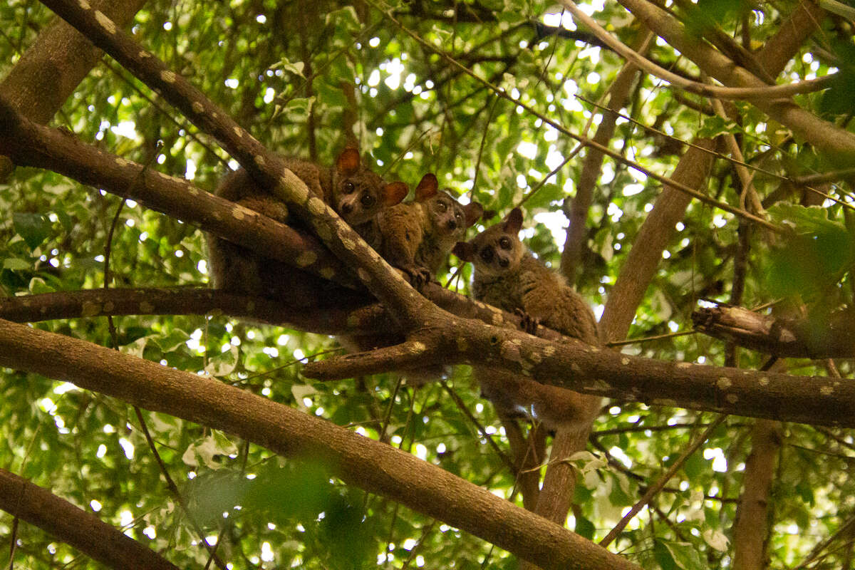 Image of Garnett's Greater Galago