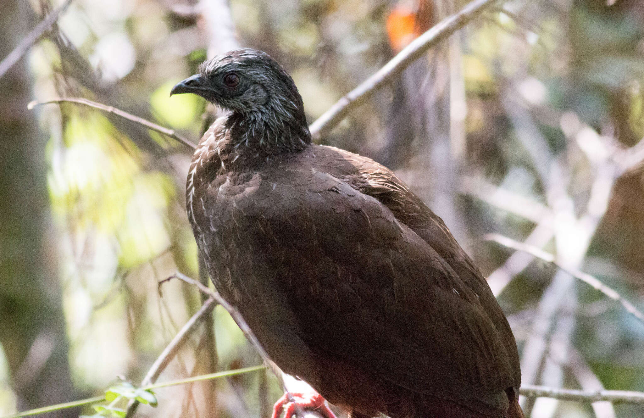 Image of Andean Guan