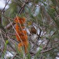 Image of Zosterops lateralis westernensis (Quoy & Gaimard 1832)