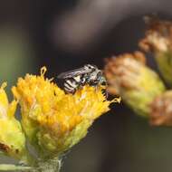 Imagem de Epeolus compactus Cresson 1878