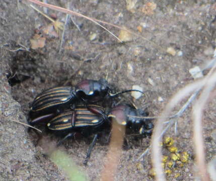 Image of Anthia (Termophilum) decemguttata (Linnaeus 1764)