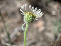 Слика од Erigeron jonesii Cronq.