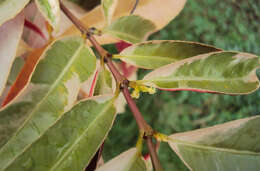 Sivun Excoecaria cochinchinensis Lour. kuva