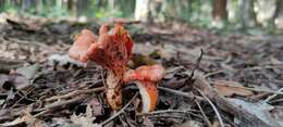 Image of Cantharellus coccolobae Buyck, P. A. Moreau & Courtec. 2016