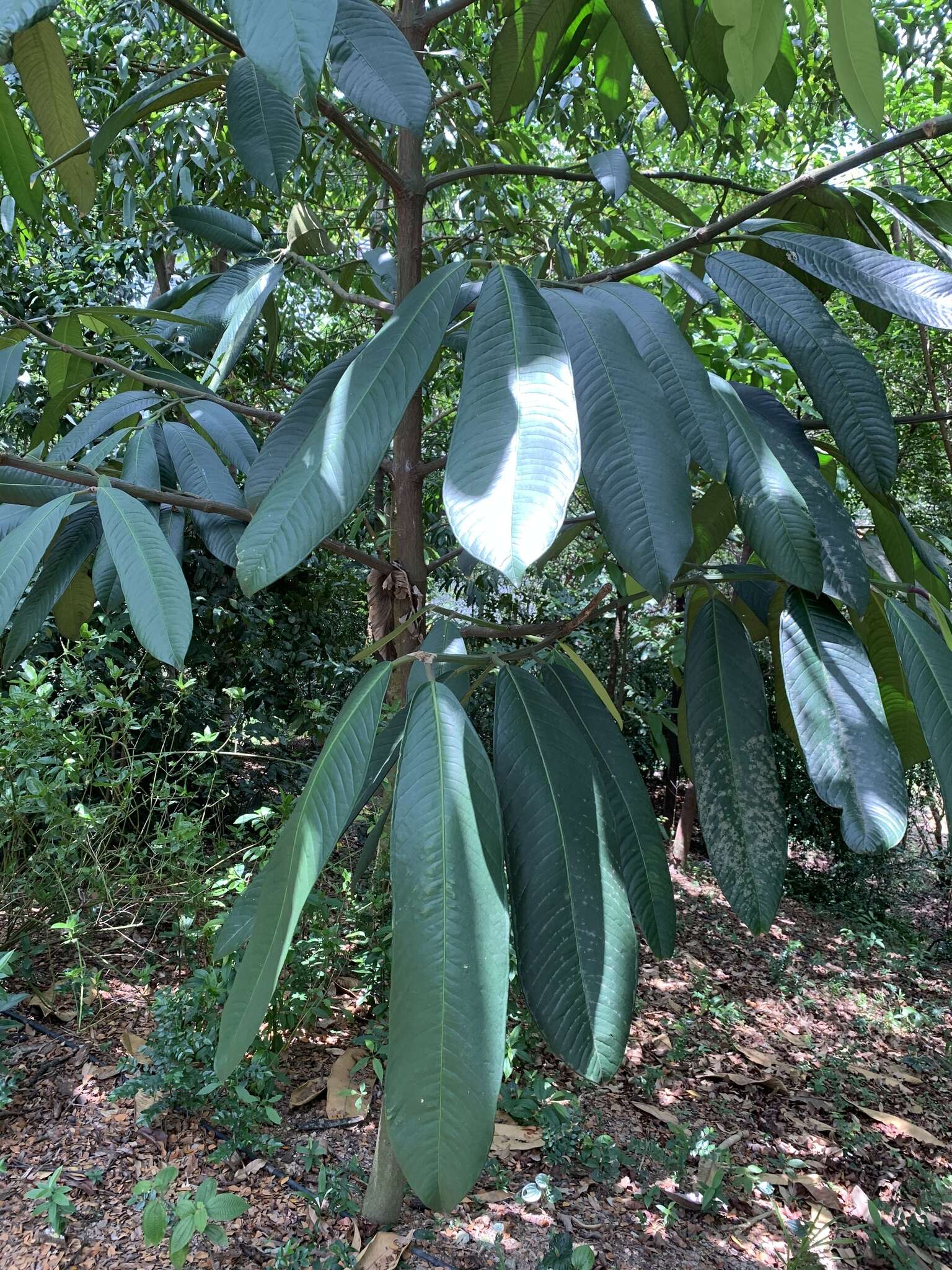 Image of Garcinia nervosa Miq.