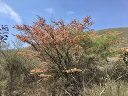 صورة Lasiocarpus ferrugineus Gentry