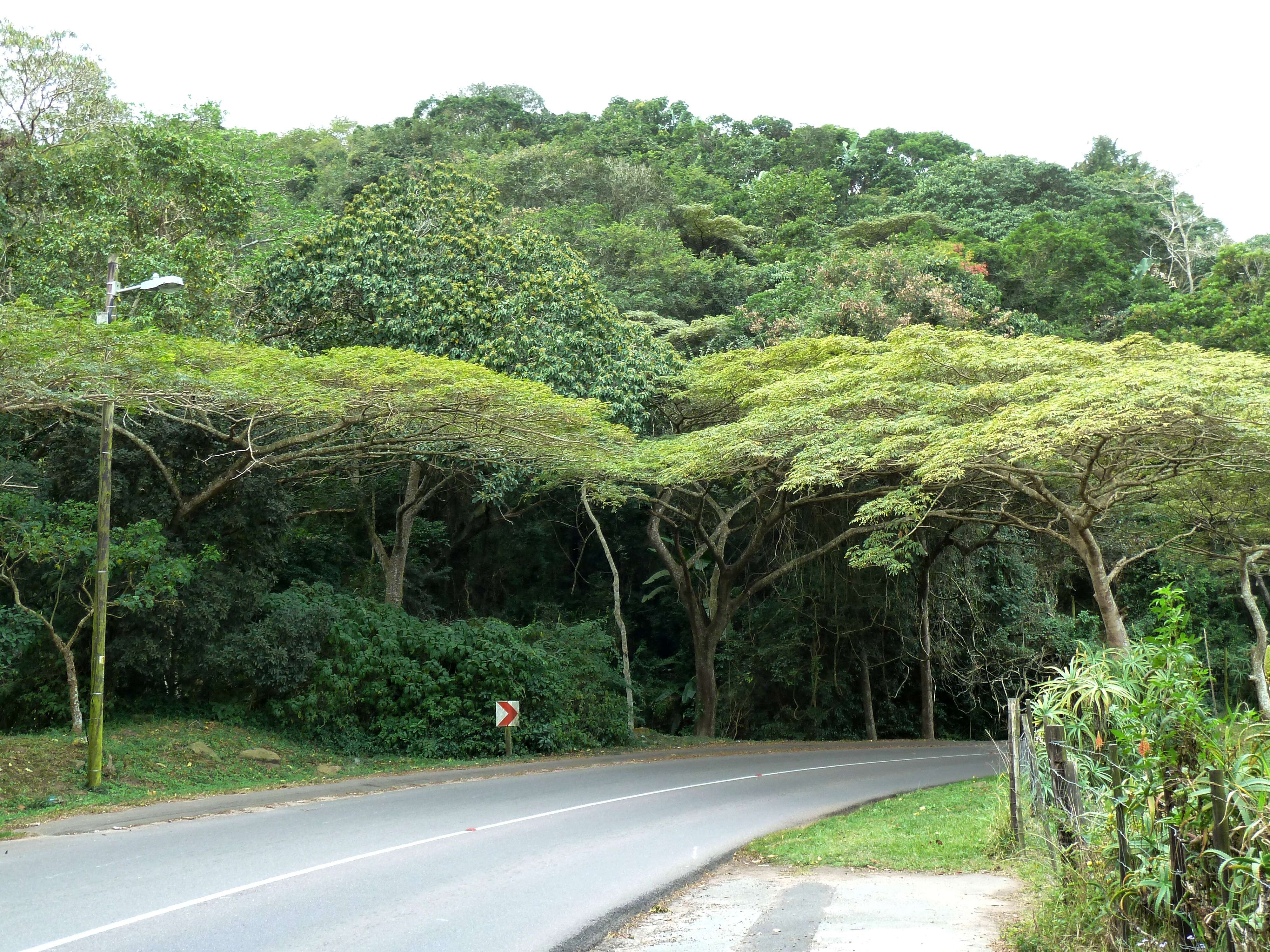 Image of Flat-crown Albizia