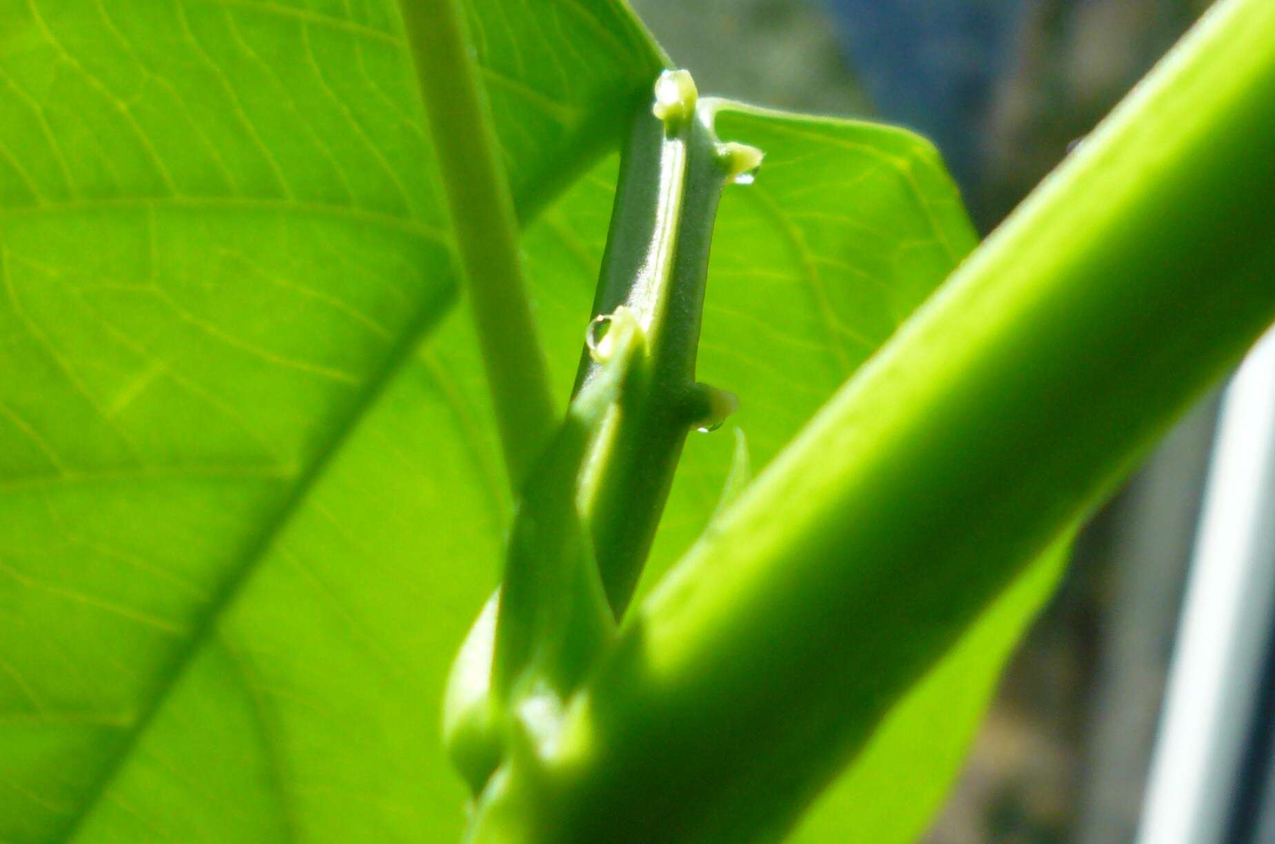 Imagem de Passiflora quadrangularis L.