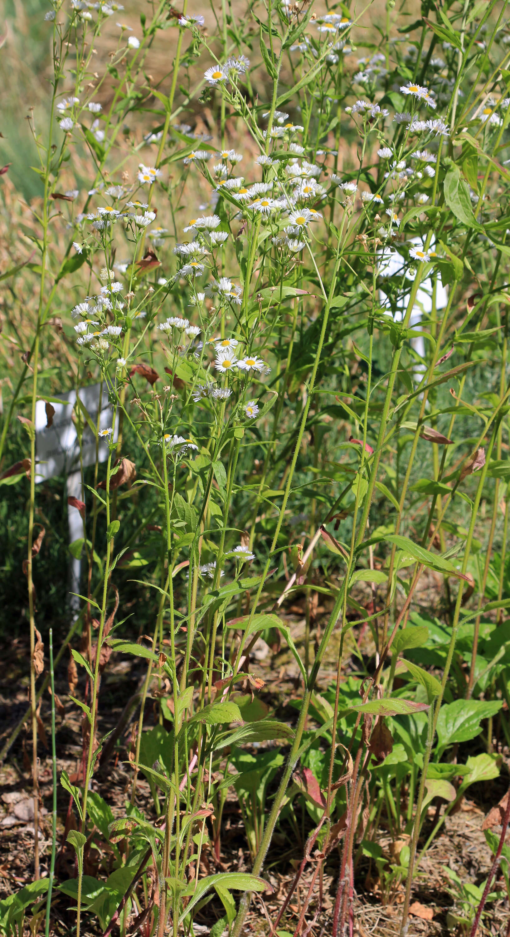 Image of eastern daisy fleabane