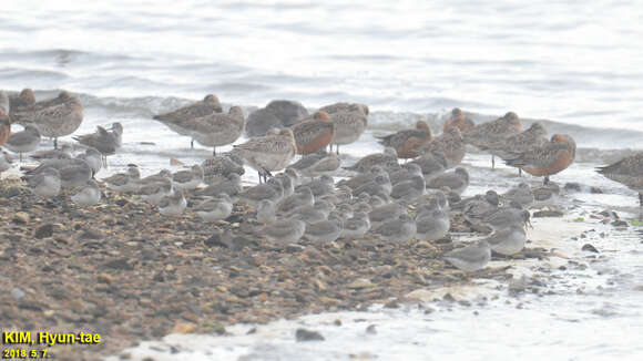 Image of Gray-tailed Tattler