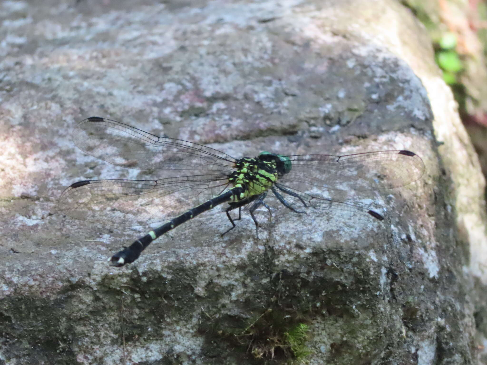 Image of Leptogomphus sauteri Ris 1912