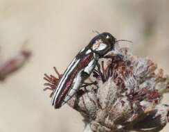 Image of Agrilus blandus Horn 1891