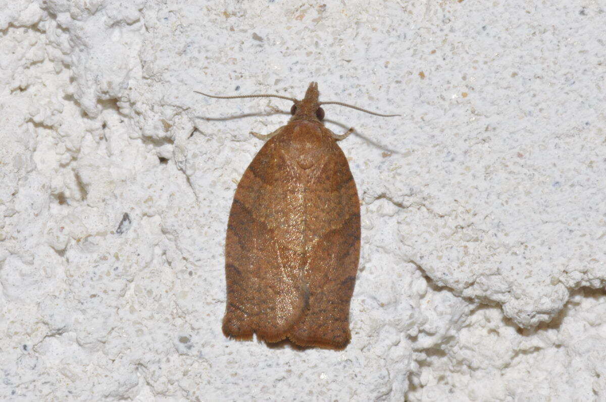 Image of Moth