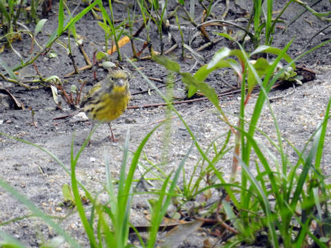 Image of serin, european serin