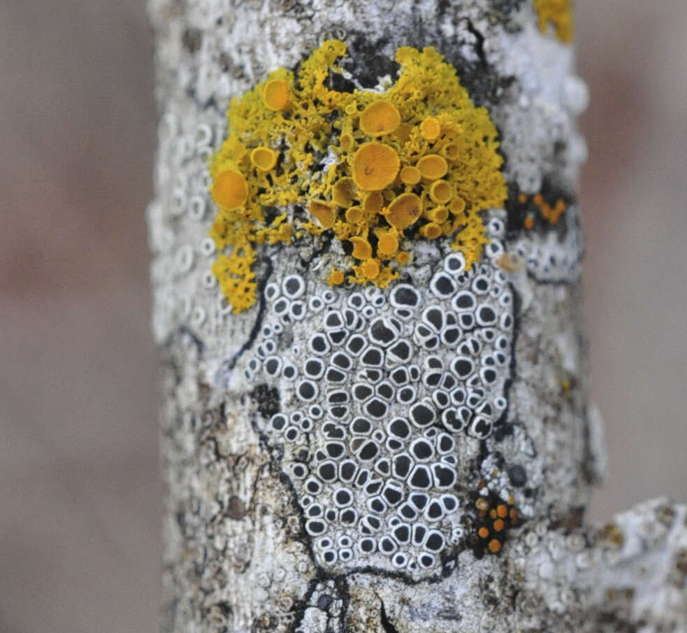 Image of Pacific rim lichen