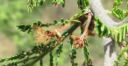 Vachellia hebeclada (DC.) Kyal. & Boatwr. resmi