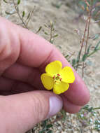 Image of Kern County evening primrose