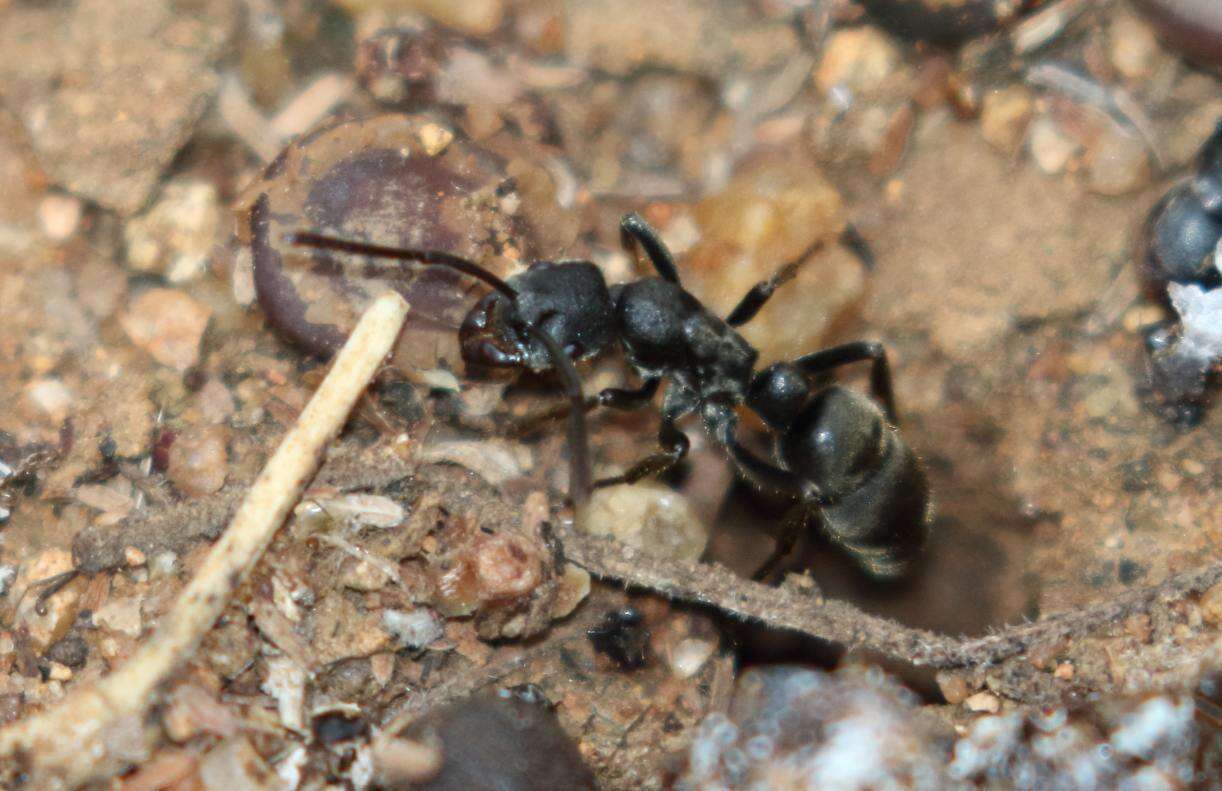 Plancia ëd Bothroponera soror Mayr