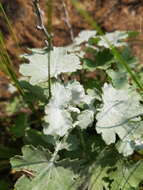 Image of Cineraria austrotransvaalensis G. V. Cron