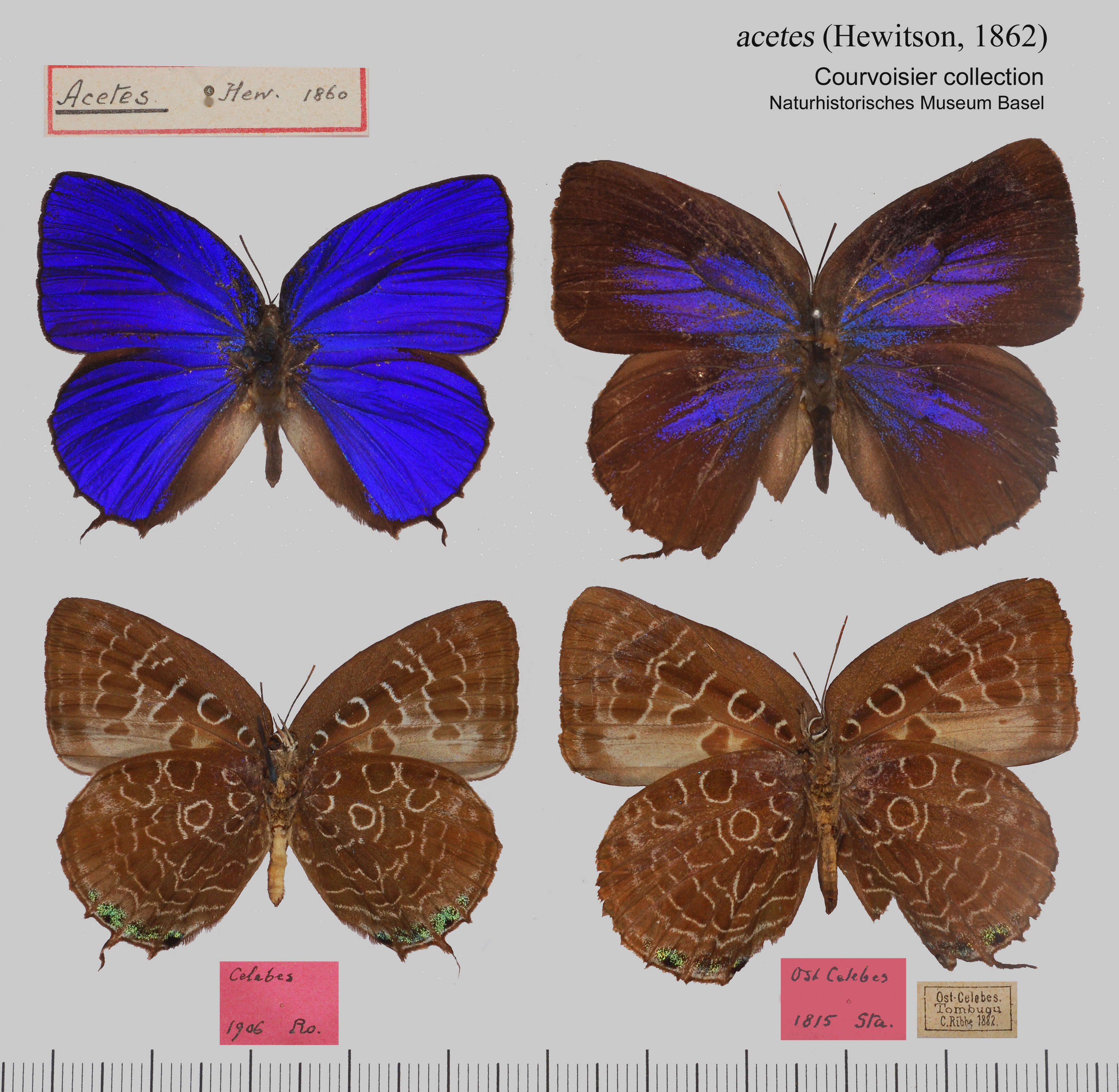 Image of Arhopala acetes (Hewitson 1862)