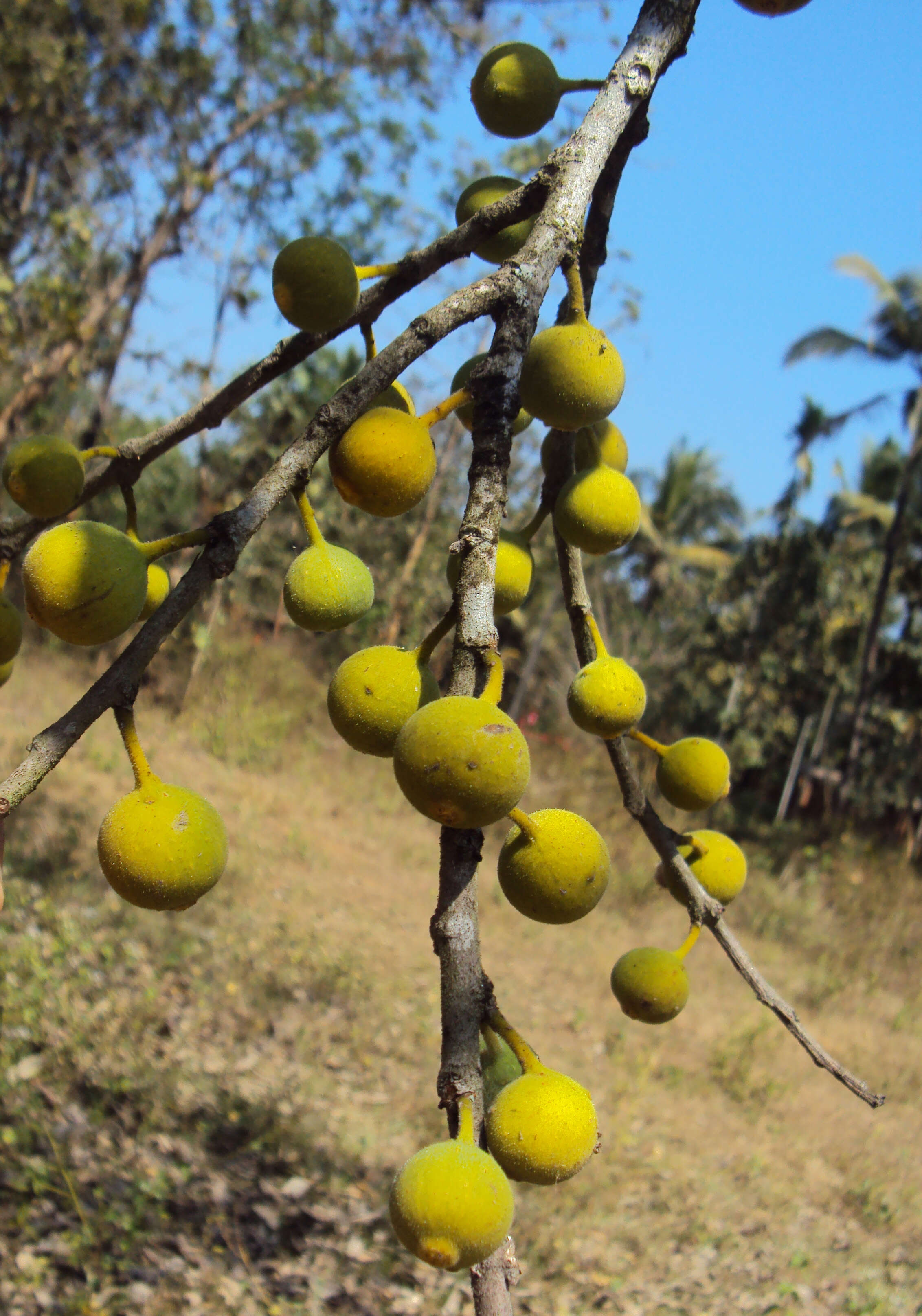 Ficus exasperata Vahl的圖片