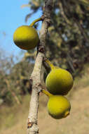 Ficus exasperata Vahl的圖片