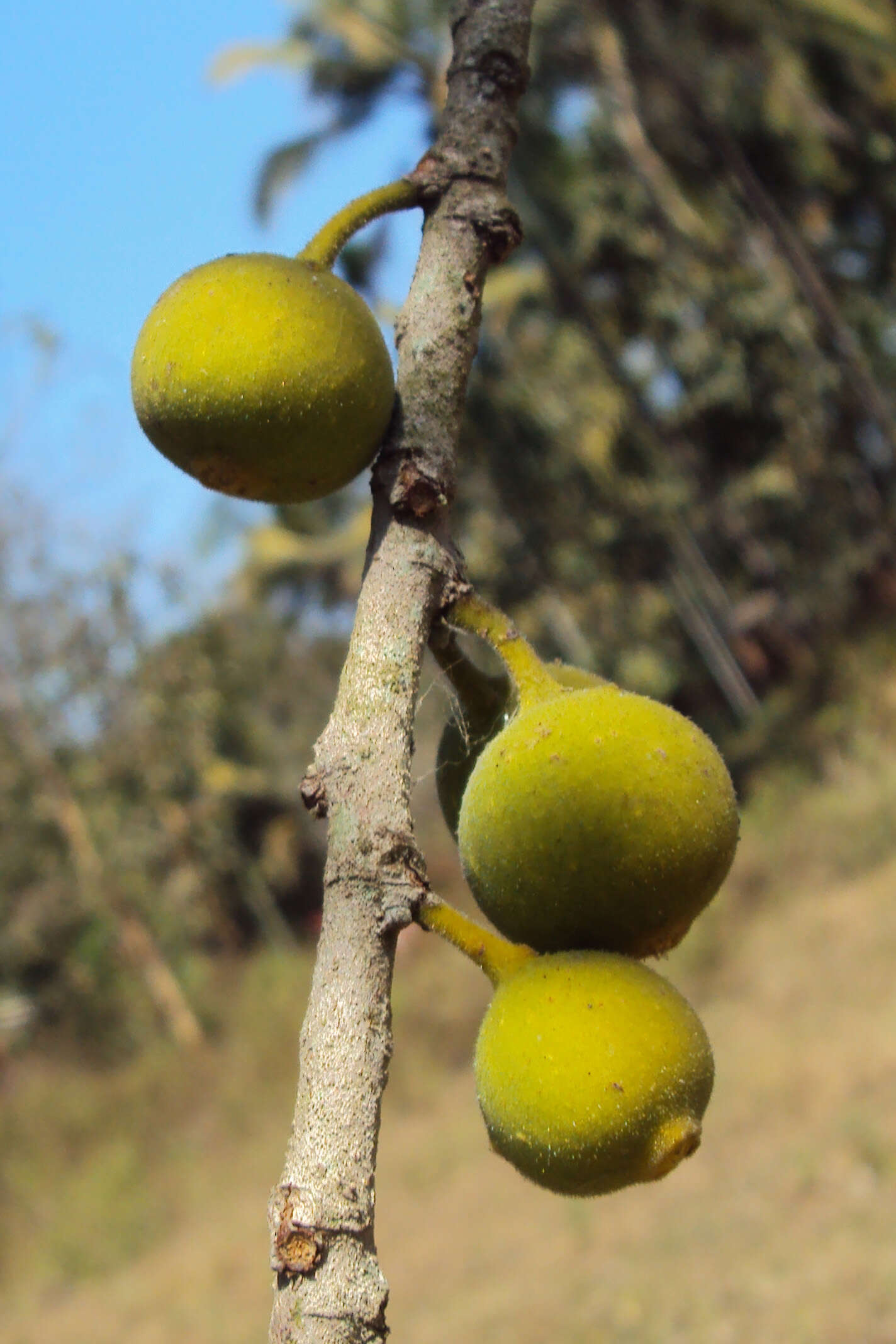 Ficus exasperata Vahl的圖片