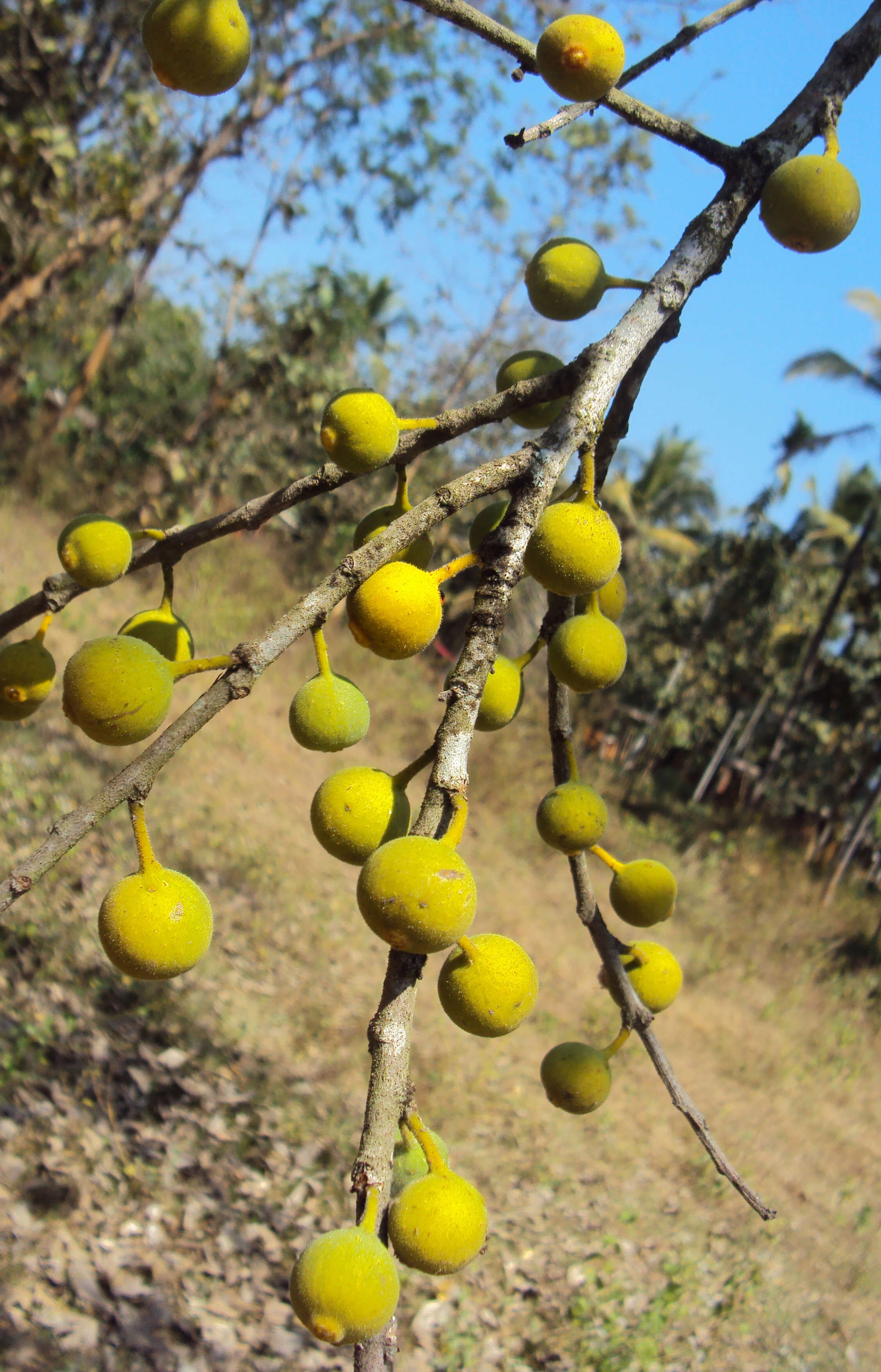 Ficus exasperata Vahl的圖片