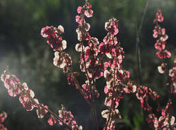 Image of Rumex tuberosus subsp. creticus Rech. fil.