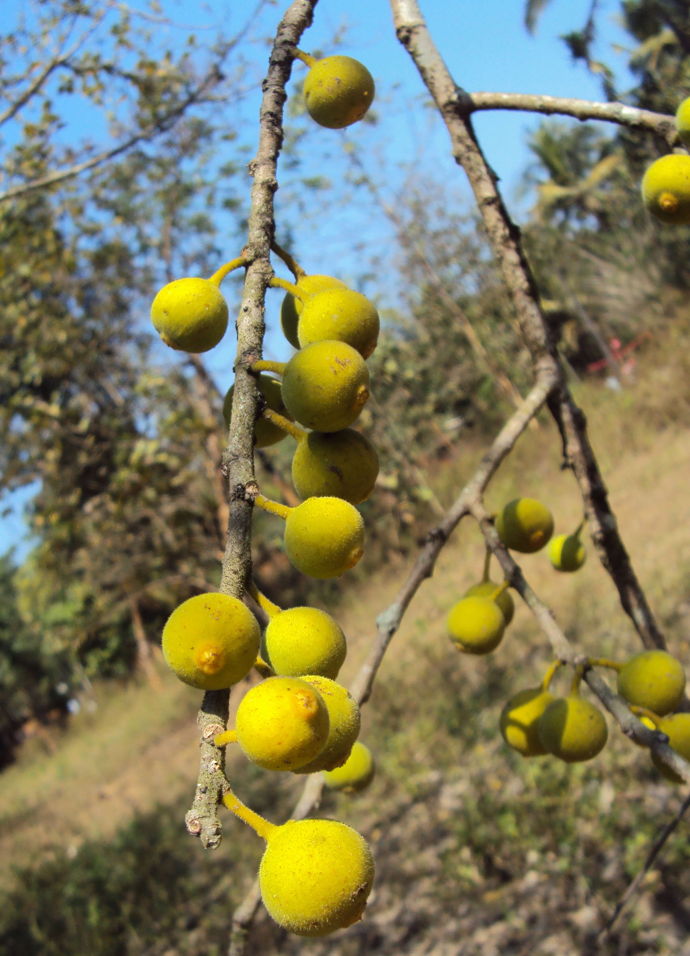 Ficus exasperata Vahl的圖片