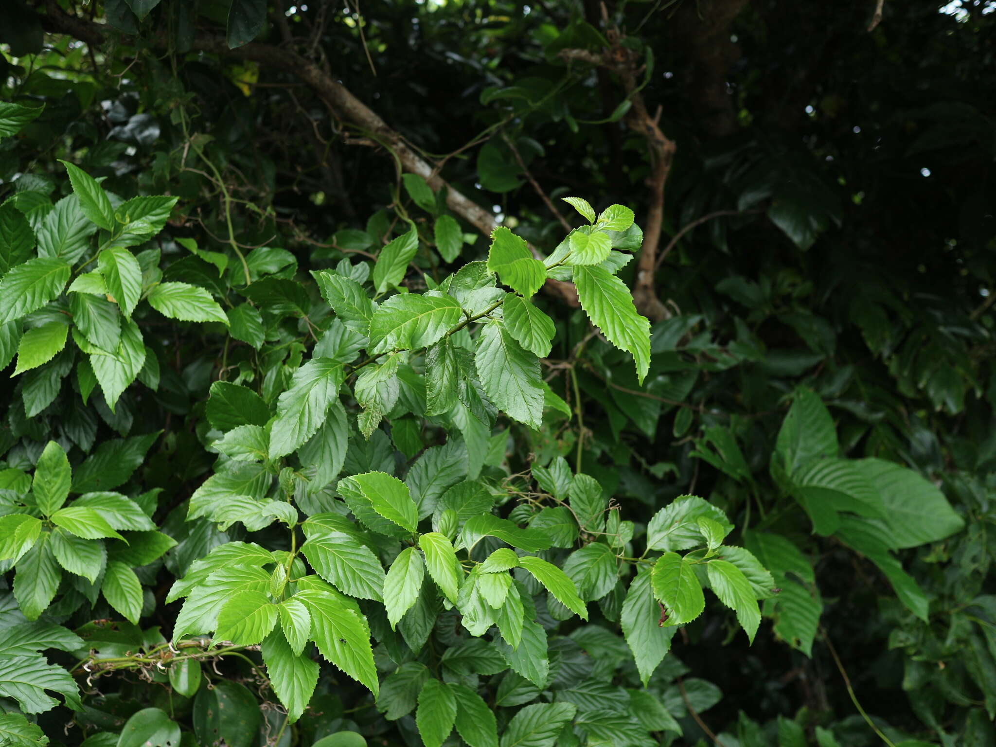 Image of Maesa lanyuensis Yuen P. Yang