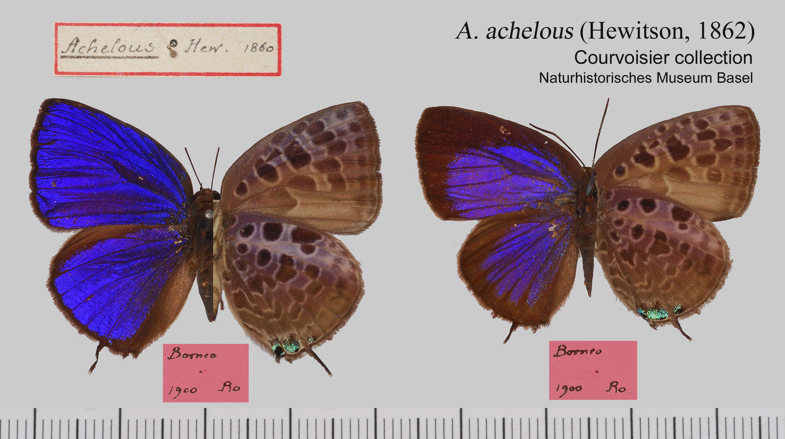 Image de Arhopala achelous (Hewitson 1862)