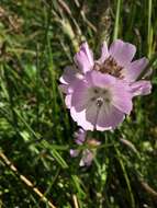 Image de Sidalcea calycosa subsp. rhizomata (Jeps.) S. R. Hill