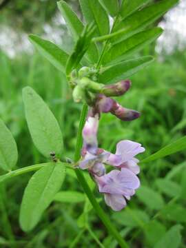 Plancia ëd Vicia sepium L.