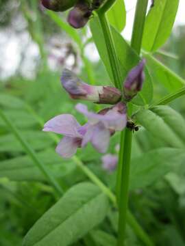 Image of bush vetch