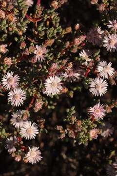 Imagem de Oscularia cedarbergensis (L. Bol.) H. E. K. Hartm.