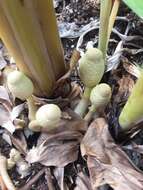 Image of Leucocoprinus tricolor H. V. Sm. 1981