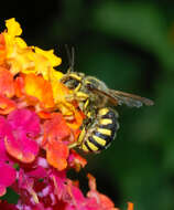 Image de Anthidium florentinum (Fabricius 1775)