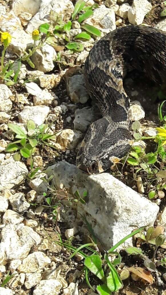 Image of Palestine Viper