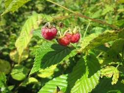 Image of Raspberry