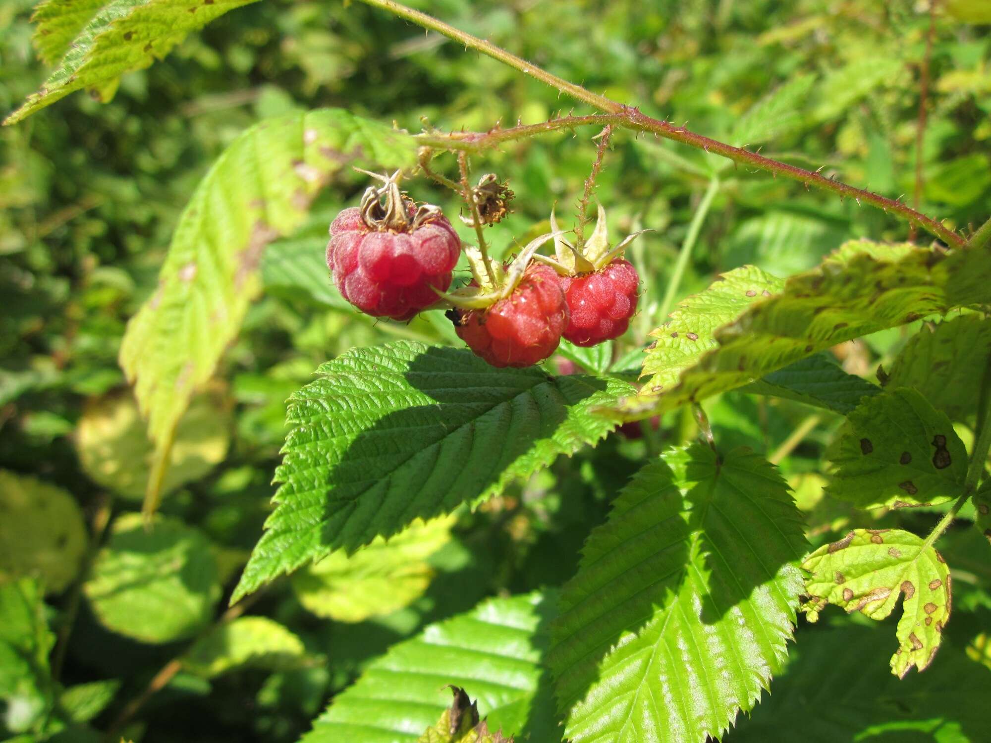 Image of Raspberry