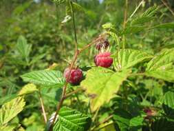 Image of Raspberry