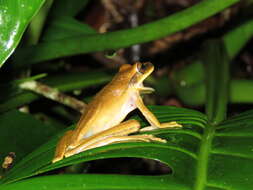 Image of Basin Treefrog