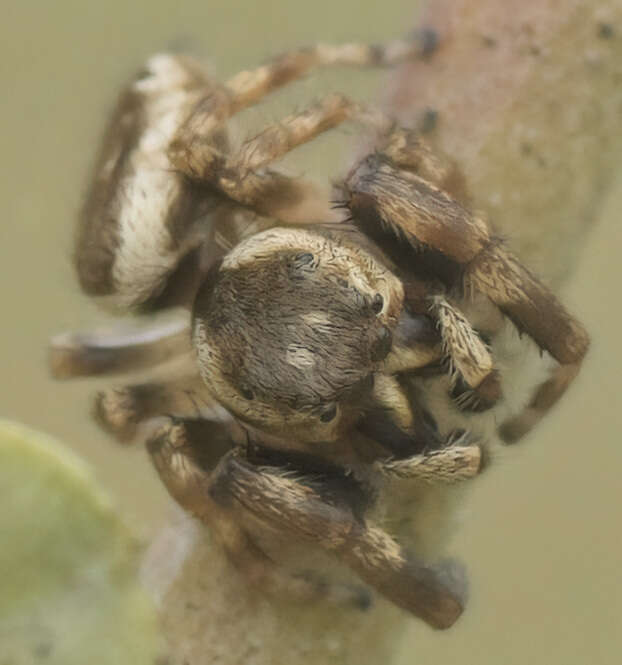 Plancia ëd Metaphidippus diplacis (Chamberlin 1924)