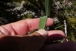 Image of Gladiolus miniatus Eckl.