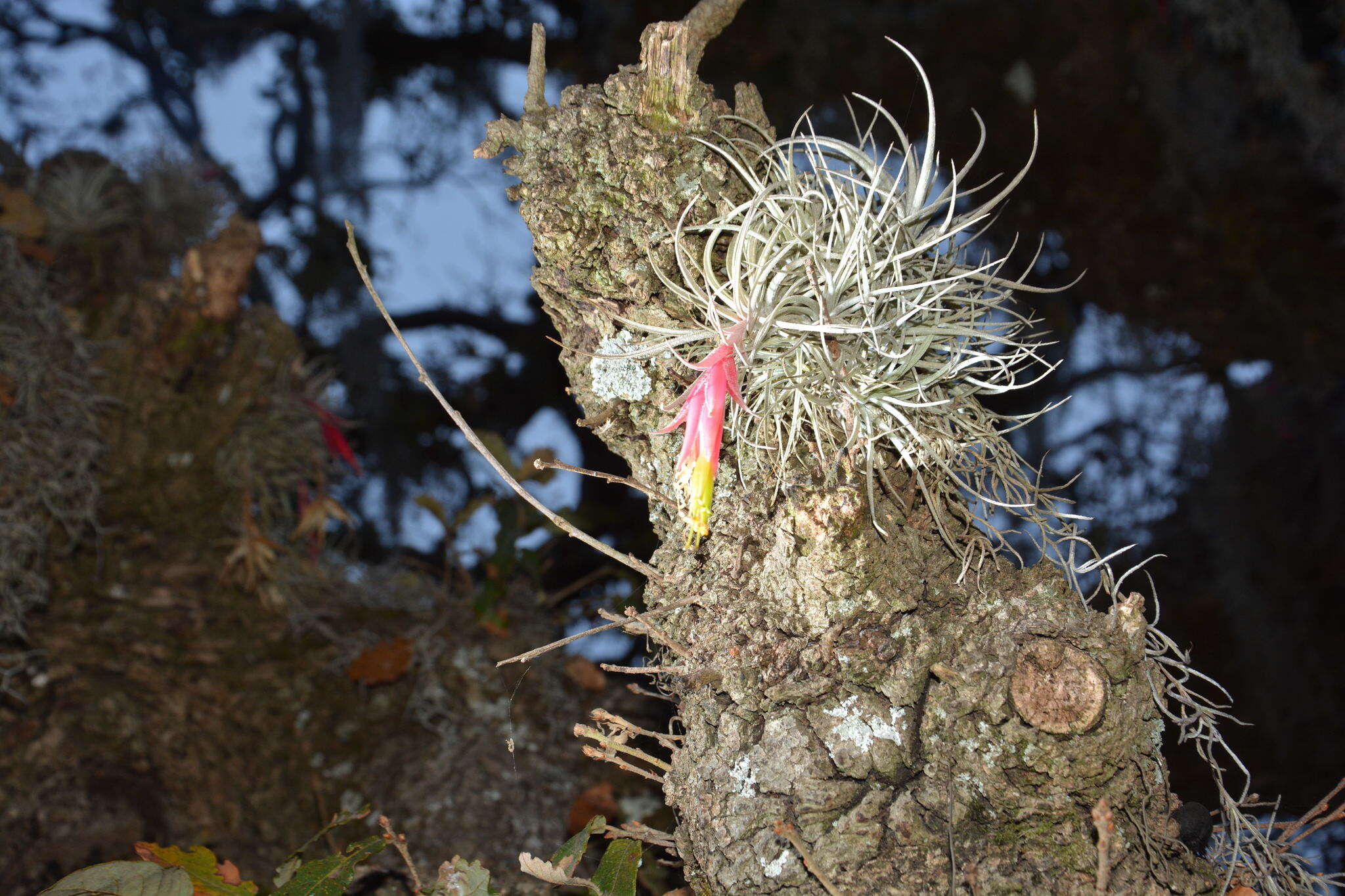 Image of Tillandsia erubescens var. arroyoensis W. Weber & Ehlers