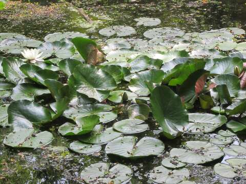 Image of European white waterlily