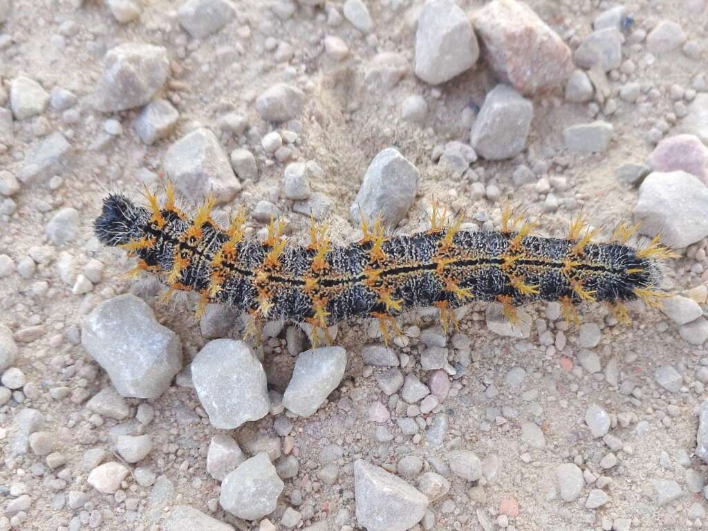 Nymphalis polychloros Linnaeus 1758 resmi