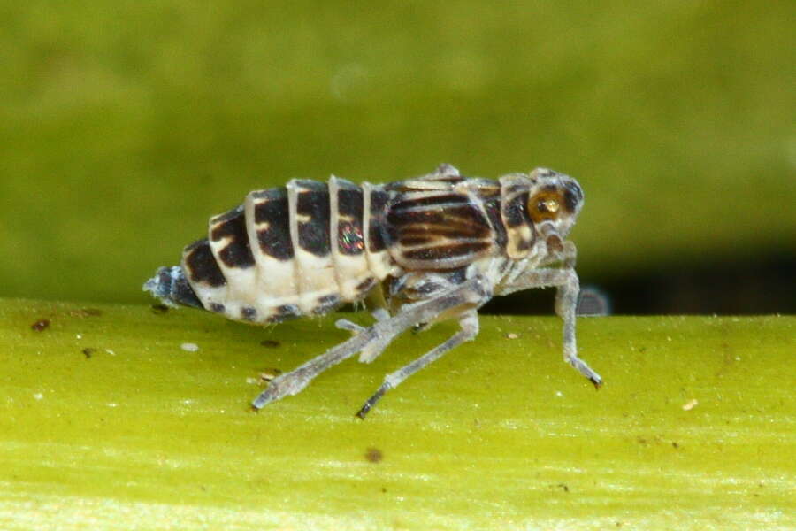 Image of Leafhopper