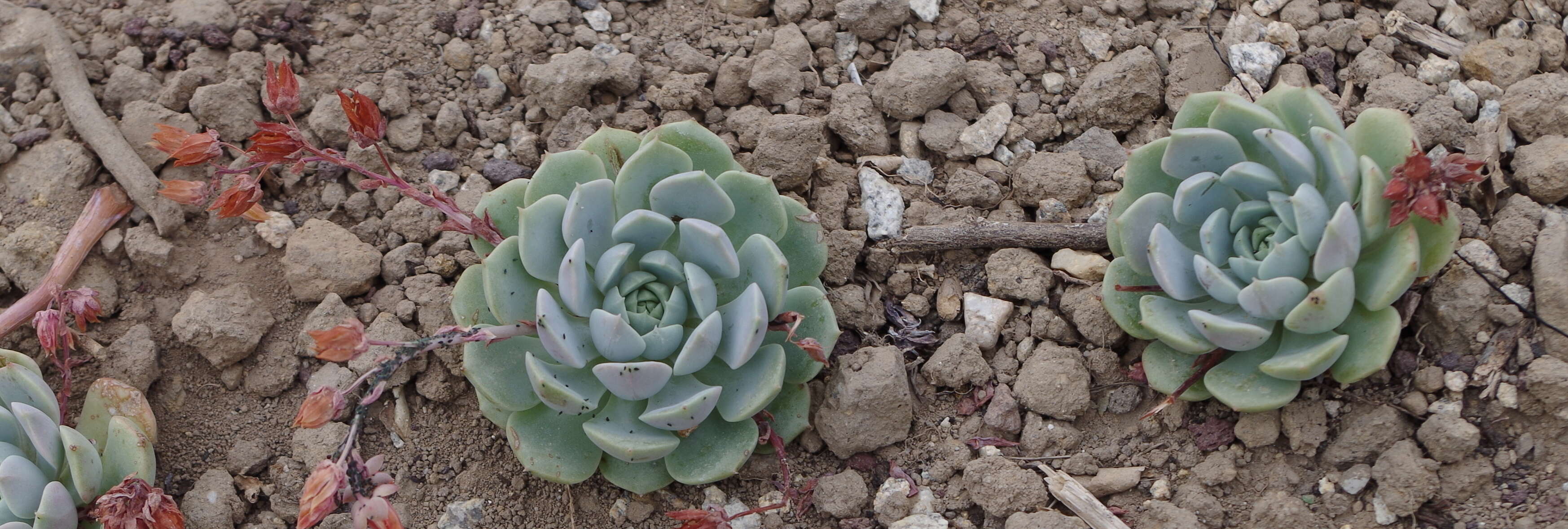 Image of Echeveria lilacina M. Kimnach & R. Moran